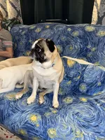 Gunner, a male Pug for sale in Coeburn, VA – 8 of 10