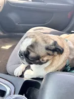 Gunner, a male Pug for sale in Coeburn, VA – 6 of 10