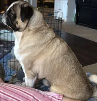 Gunner, a male Pug for sale in Coeburn, VA – 5 of 10