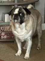 Gunner, a male Pug for sale in Coeburn, VA – 2 of 10