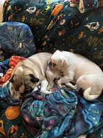 Gunner, a male Pug for sale in Coeburn, VA – 4 of 10