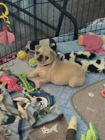 Mary J- Red collar , a female Pug for sale in Coeburn, VA – 2 of 2
