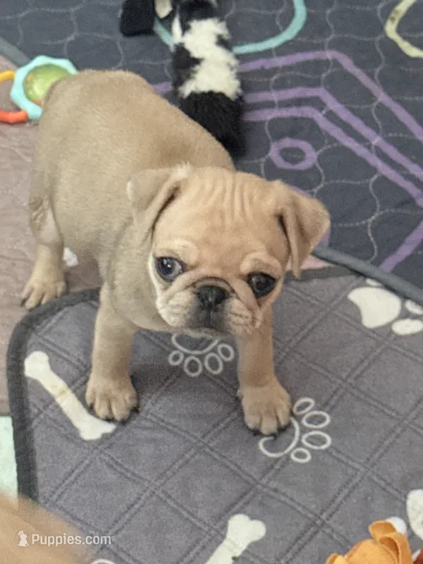 Tupac  – Pug puppy for sale in Coeburn, VA