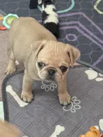 Tupac , a male Pug for sale in Coeburn, VA – 1 of 2