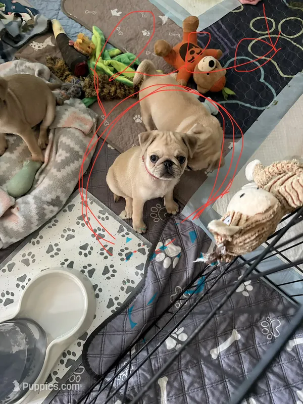 Mary J- Red collar  – Pug puppy for sale in Coeburn, VA