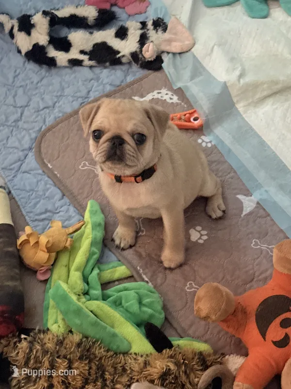Missy- Orange Collar  – Pug puppy for sale in Coeburn, VA