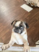 Gunner, a male Pug for sale in Coeburn, VA – 3 of 10