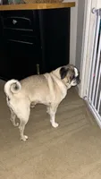 Gunner, a male Pug for sale in Coeburn, VA – 10 of 10