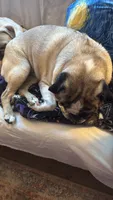 Gunner, a male Pug for sale in Coeburn, VA – 9 of 10