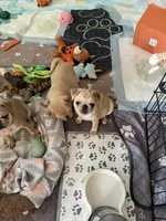 Missy- Orange Collar , a female Pug for sale in Coeburn, VA – 2 of 3