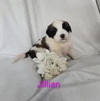 Jullian, a female Saint Bernard for sale in Romulus, NY – Photo 1 of 4