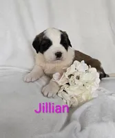 Jullian, a female Saint Bernard for sale in Romulus, NY – Photo 2 of 4
