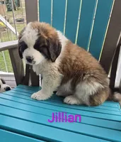 Jullian, a female Saint Bernard for sale in Romulus, NY – Photo 6 of 6