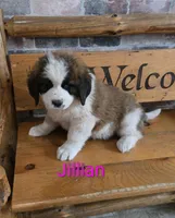 Jullian, a female Saint Bernard for sale in Romulus, NY – Photo 5 of 6