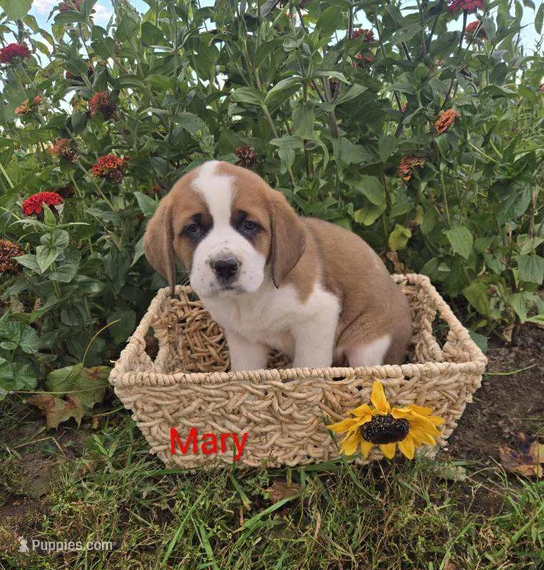 Mary – Saint Bernard puppy for sale in Romulus, NY