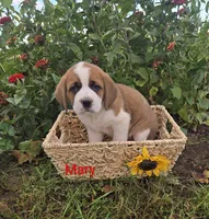 Mary, a female Saint Bernard for sale in Romulus, NY – 1 of 4