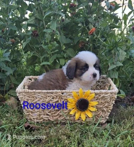 Roosevelt – Saint Bernard puppy for sale in Romulus, NY