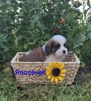 Roosevelt, a male Saint Bernard for sale in Romulus, NY – 1 of 4