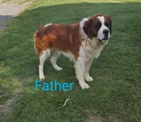Roosevelt, a male Saint Bernard for sale in Romulus, NY – 4 of 4