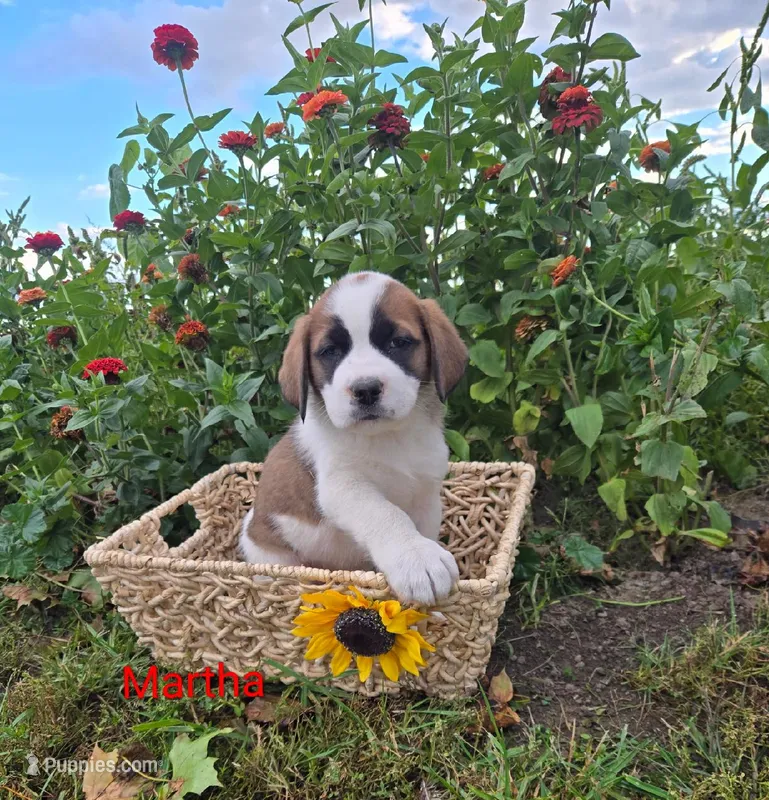Martha – Saint Bernard puppy for sale in Romulus, NY