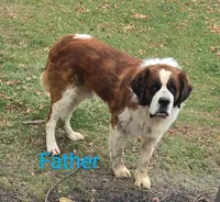 Johnnie, a male Saint Bernard for sale in Romulus, NY – Photo 4 of 4