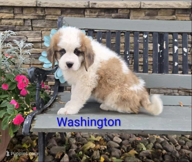 Washington – Saint Bernard puppy for sale in Romulus, NY