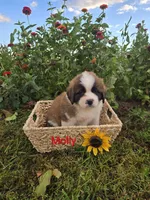 Molly, a female Saint Bernard for sale in Romulus, NY – 2 of 4