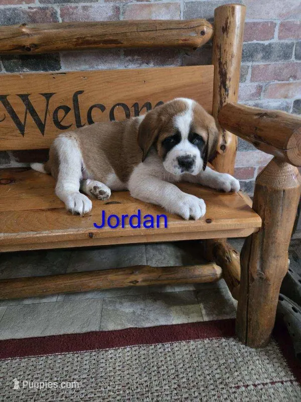 Jordan – Saint Bernard puppy for sale in Romulus, NY