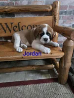 Jordan, a male Saint Bernard for sale in Romulus, NY – Photo 5 of 6