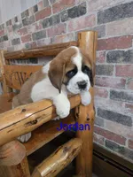 Jordan, a male Saint Bernard for sale in Romulus, NY – Photo 6 of 6