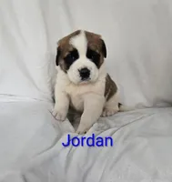 Jordan, a male Saint Bernard for sale in Romulus, NY – Photo 2 of 4