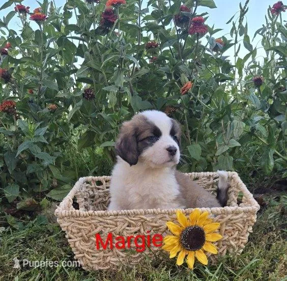 Margie – Saint Bernard puppy for sale in Romulus, NY