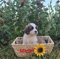 Margie, a female Saint Bernard for sale in Romulus, NY – 1 of 4