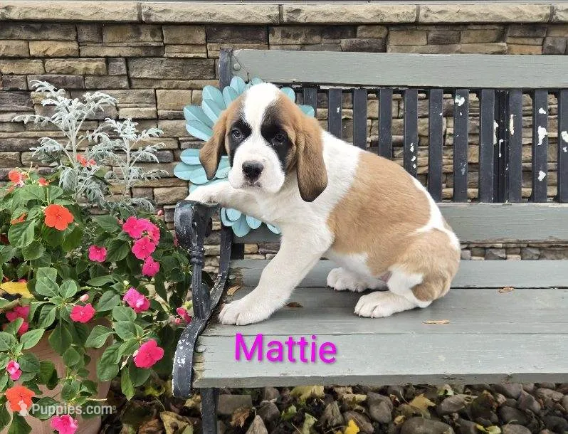 Mattie – Saint Bernard puppy for sale in Romulus, NY
