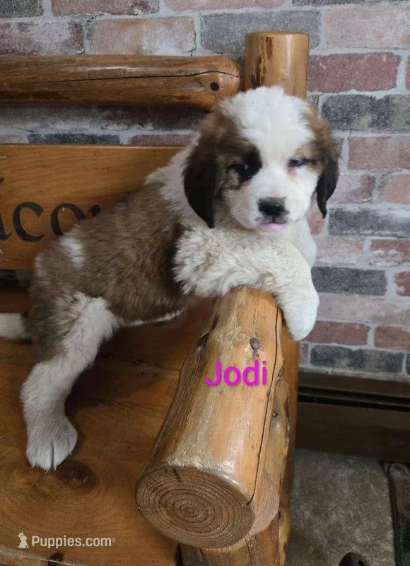 Jodi – Saint Bernard puppy for sale in Romulus, NY
