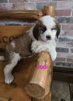 Jodi, a female Saint Bernard for sale in Romulus, NY – Photo 5 of 6