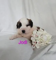 Jodi, a female Saint Bernard for sale in Romulus, NY – Photo 2 of 4