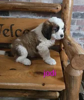 Jodi, a female Saint Bernard for sale in Romulus, NY – Photo 6 of 6