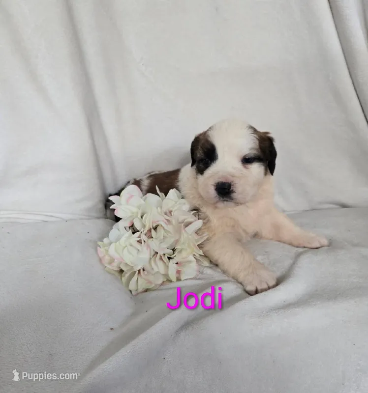 Jodi