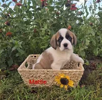 Mattie, a female Saint Bernard for sale in Romulus, NY – 2 of 4