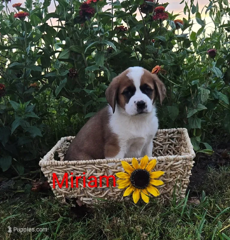 Miriam – Saint Bernard puppy for sale in Romulus, NY
