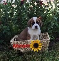 Miriam, a female Saint Bernard for sale in Romulus, NY – 1 of 4