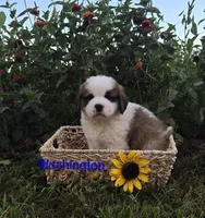 Washington, a male Saint Bernard for sale in Romulus, NY – 2 of 4