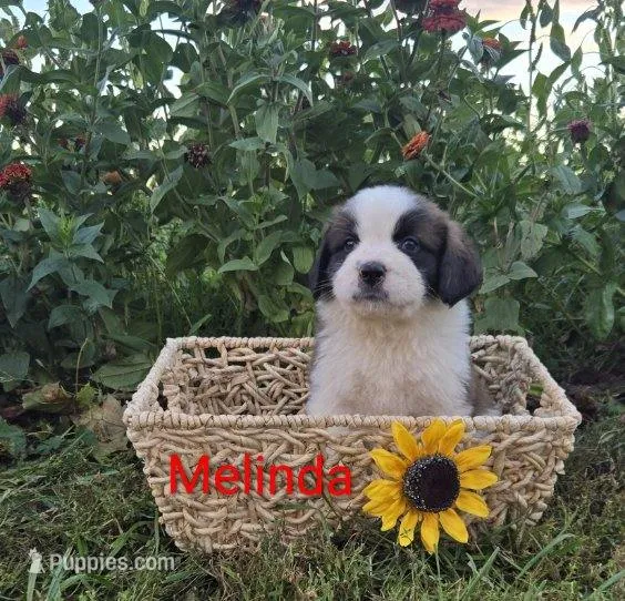 Melinda – Saint Bernard puppy for sale in Romulus, NY
