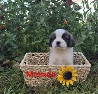 Melinda, a female Saint Bernard for sale in Romulus, NY – 1 of 4