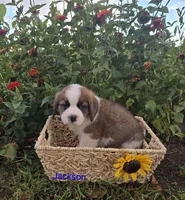 Jackson, a male Saint Bernard for sale in Romulus, NY – 2 of 4