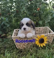 Roosevelt, a male Saint Bernard for sale in Romulus, NY – 2 of 4
