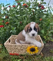 Martha, a female Saint Bernard for sale in Romulus, NY – 2 of 4