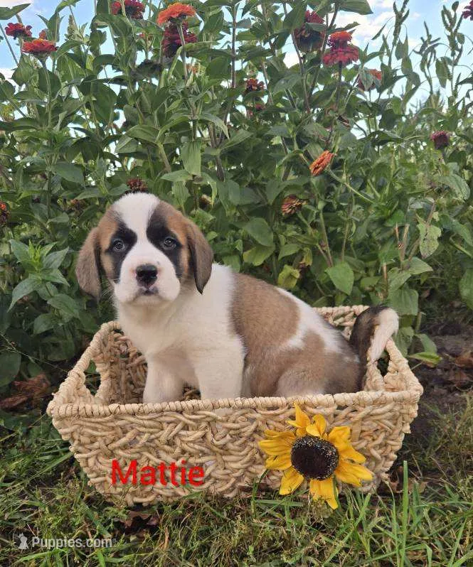 Mattie – Saint Bernard puppy for sale in Romulus, NY