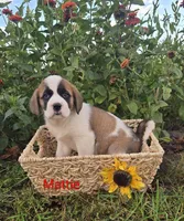 Mattie, a female Saint Bernard for sale in Romulus, NY – 1 of 4